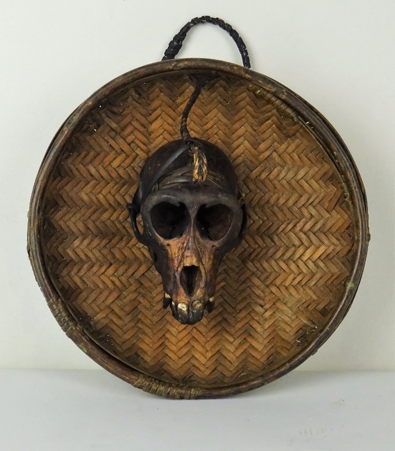 monkey skull (1).JPG